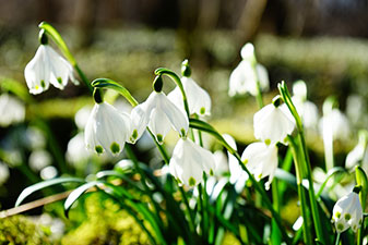 Le Printemps