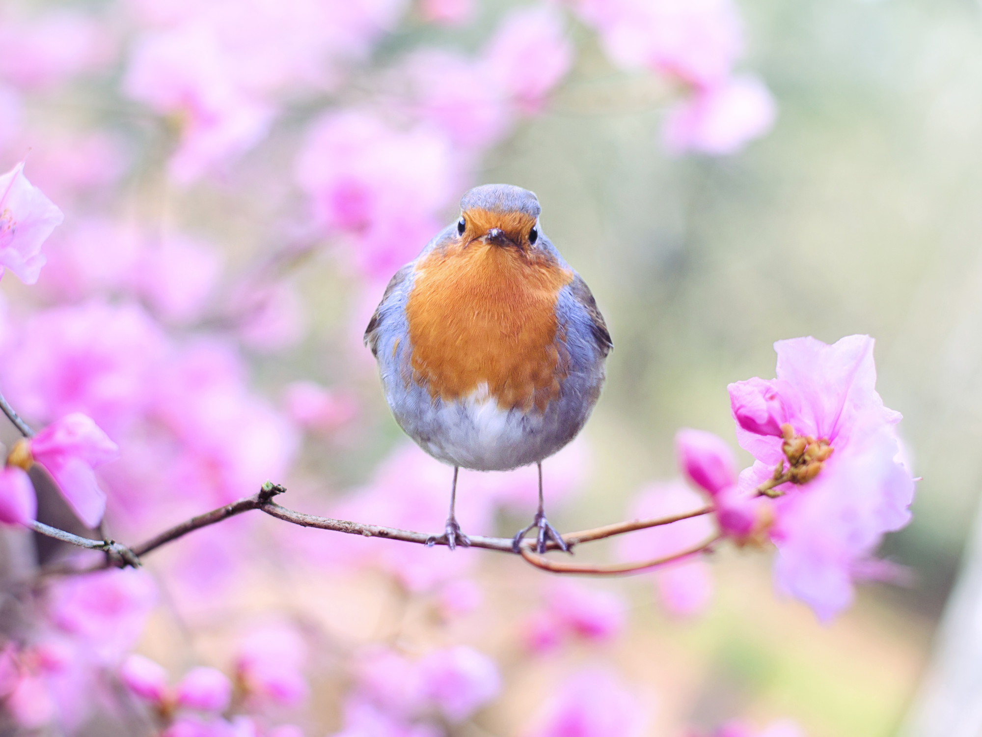 Il est là, enfin, le printemps tant attendu ! 